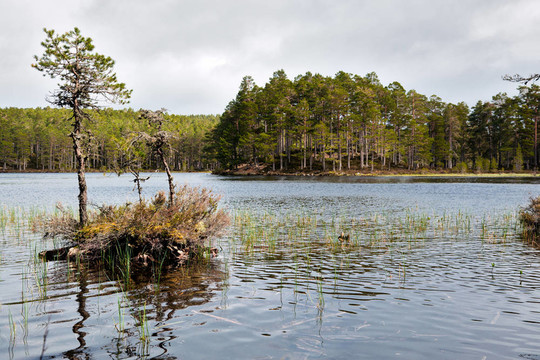 Loch Eilein的風(fēng)景