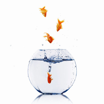金色的魚在一起