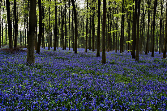 風(fēng)信子Wepham Woods