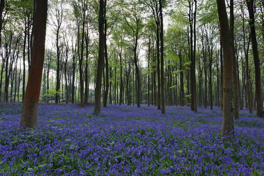 風(fēng)信子Wepham Woods