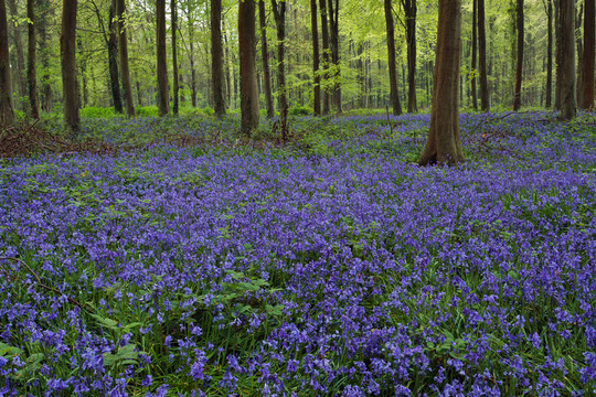風(fēng)信子Wepham Woods