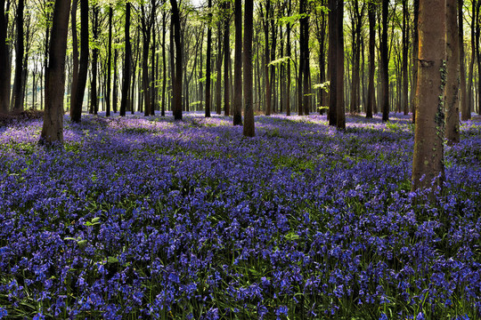 風(fēng)信子Wepham Woods