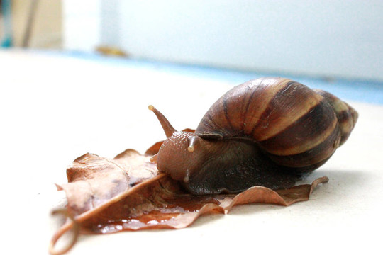 蝸牛吃干葉