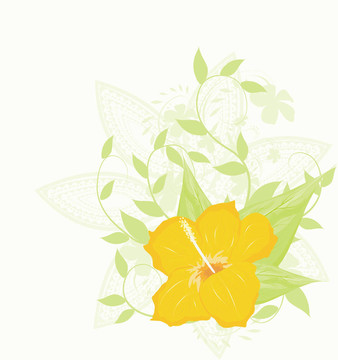木槿