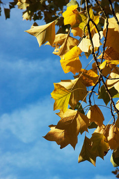 鵝掌楸（Liriodendron tulipiferain）在東格林斯特德
