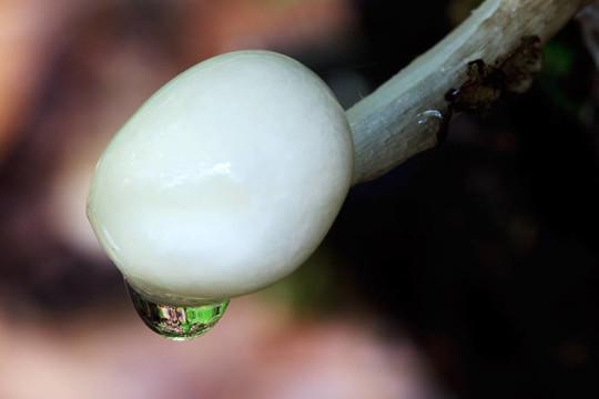 靠近菌/真菌在男子的古樹林附近的佩特沃思