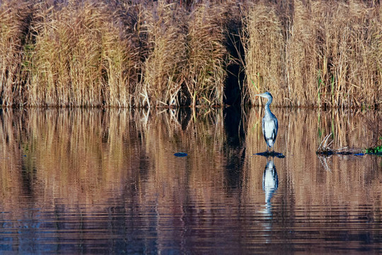 蒼鷺（Ardea cinerea）觀望