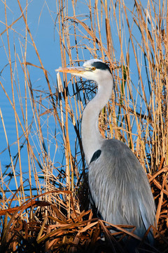 蒼鷺（Ardea cinerea）觀望