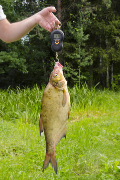 重鳊魚(yú)。