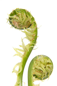 蕨類植物葉莖。