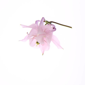 耬斗花