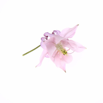 耬斗花
