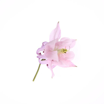 耬斗花