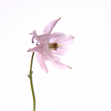 耬斗花