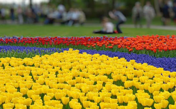 Keukenhof園林春季花壇
