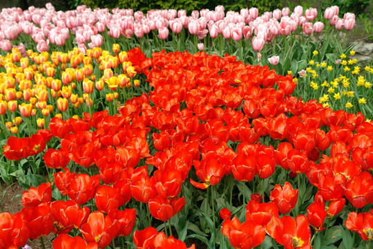 Keukenhof春季花壇