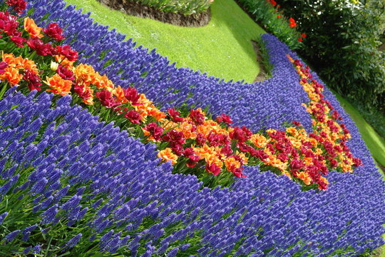 Keukenhof春季花壇