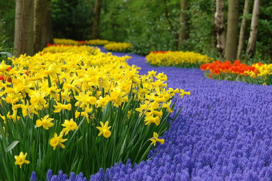 Keukenhof春季花壇