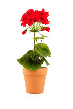 花盆里的花