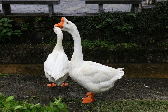 鵝