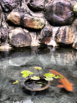 池塘里的鯉魚