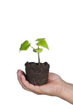 生態(tài)；植物護(hù)理