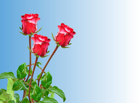 玫瑰的花