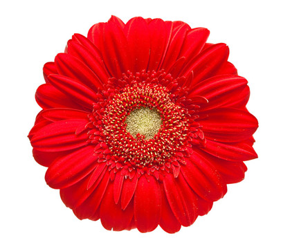 Gerber的花