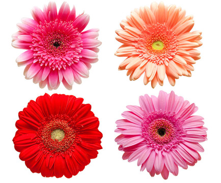 Gerber的花