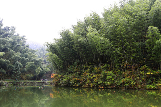 竹林