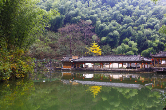 竹林
