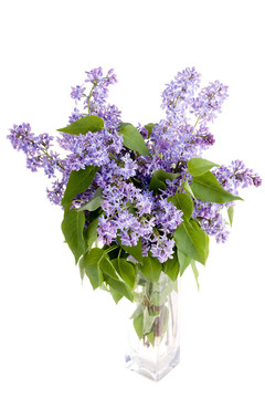 花瓶里的丁香花