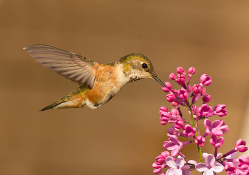蜂鳥花蜜從花