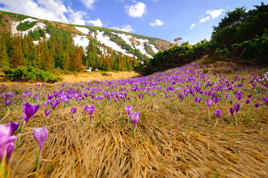 野生春番紅花生長(zhǎng)在高山峽谷景觀