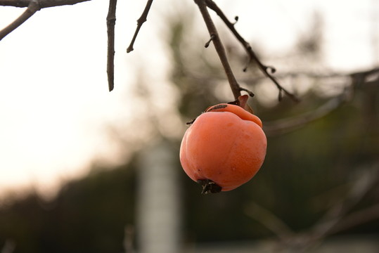 紅柿子