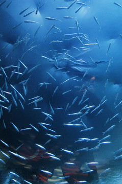 魚(yú)類游泳底視圖