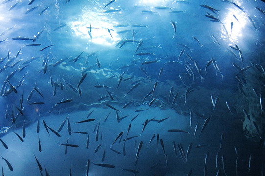 魚(yú)類游泳底視圖