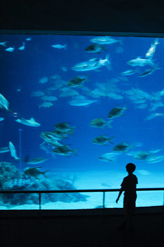 一個孩子的剪影站在水族館和手表外