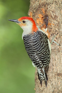 雄性紅腹Woodpecker