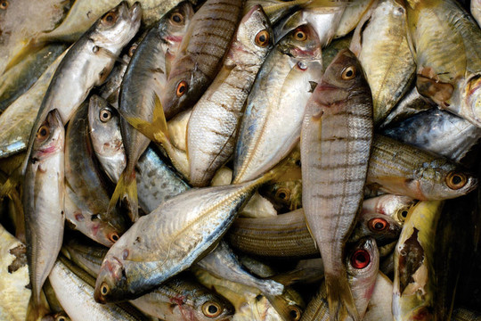 食物和烹飪-魚(yú)