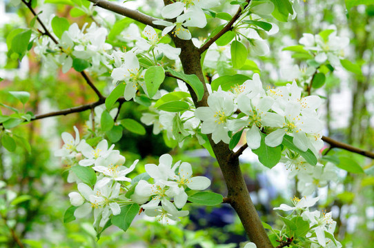 富爾達(dá)蘋(píng)果樹(shù)的白花；黑森州；德國(guó)