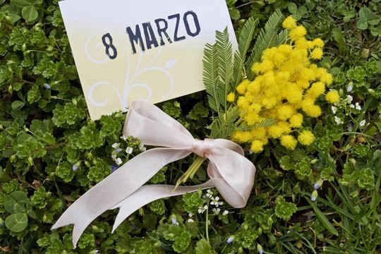 含羞草3月8日