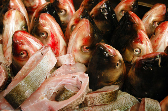 食物和烹飪-魚
