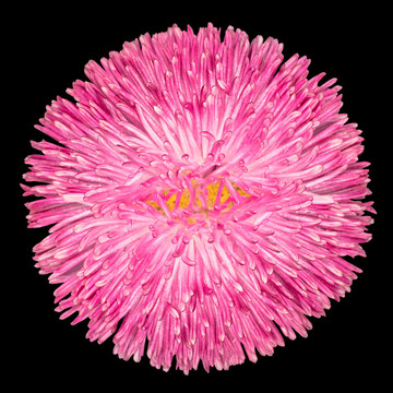 Pink Daisy Flower與黃色中心孤立的黑色