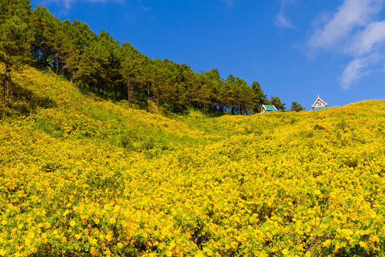 泰國(guó)公共館在英國(guó)或泰國(guó)Doi Mae；