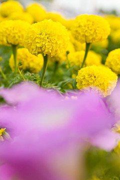 金盞花