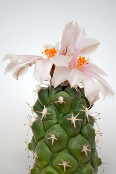 仙人掌花