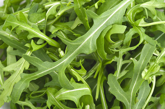 Fresh Arugula Green在白碗