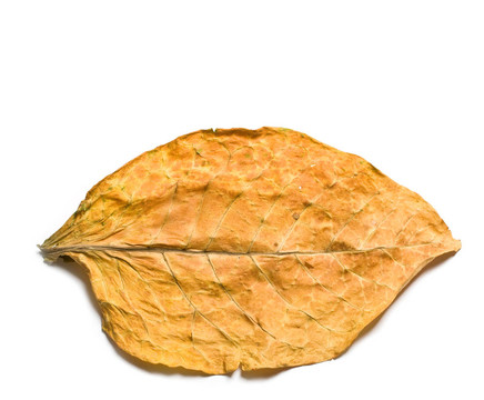 干茶樣