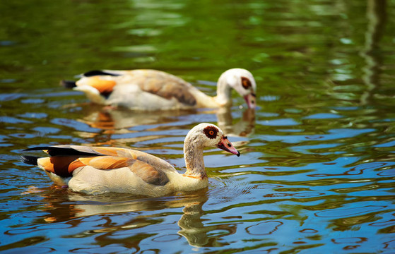 埃及雁（Alopochen aegyptiacus）
